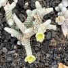 Vai alla scheda di Avonia buderiana