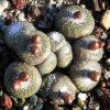Vai alla scheda di Blossfeldia liliputana v. subterranea