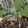 Vai alla scheda di Boswellia sacra