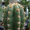 Vai alla scheda di Cereus lamprospermus ssp. colosseus