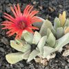 Vai alla scheda di Cheiridopsis purpurea