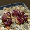 Vai alla scheda di Conophytum pellucidum cv. makin’s plum