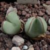 Vai alla scheda di Conophytum supremum