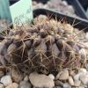 Vai alla scheda di Copiapoa columna-alba f. cristata