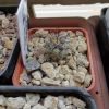 Vai alla scheda di Copiapoa coquimbana