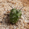 Vai alla scheda di Copiapoa dealbata