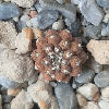 Vai alla scheda di Copiapoa hypogaea