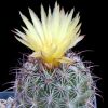 Vai alla scheda di Coryphantha werdermannii x tripugionacantha