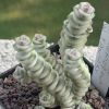 Vai alla scheda di Crassula marnieriana cv. fantasy