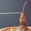 Vai alla scheda di Dorstenia bornimiana