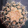 Vai alla scheda di Echinocactus grusonii cv. intermedius