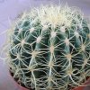 Vai alla scheda di Echinocactus grusonii cv. krauskopf