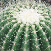 Vai alla scheda di Echinocactus grusonii cv. scarascia