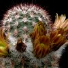 Vai alla scheda di Echinocereus chloranthus v. neocapillus