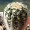 Vai alla scheda di Echinocereus carmenensis