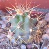 Vai alla scheda di Echinocereus coccineus ssp. roemeri