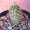 Vai alla scheda di Echinocereus dasyacanthus v. rectispinus