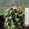 Vai alla scheda di Echinocereus fendleri