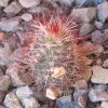 Vai alla scheda di Echinocereus fobeanus