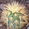 Vai alla scheda di Echinocereus grandis