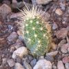 Vai alla scheda di Echinocereus klapperi