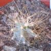 Vai alla scheda di Echinocereus mapimiensis