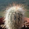 Vai alla scheda di Echinocereus nicholii