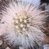 Vai alla scheda di Echinocereus nivosus