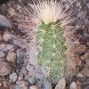 Vai alla scheda di Echinocereus rayonesensis