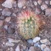 Vai alla scheda di Echinocereus russanthus ssp. fiehnii