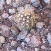 Vai alla scheda di Echinocereus santaritensis