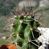 Vai alla scheda di Echinocereus triglochidiatus