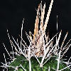Vai alla scheda di Echinofossulocactus lloydii