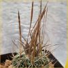 Vai alla scheda di Echinofossulocactus phyllacanthus cv. grandicornis