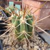 Vai alla scheda di Echinopsis chiloensis