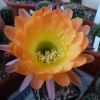Vai alla scheda di Echinopsis cv. orange koning