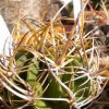 Vai alla scheda di Echinopsis ferox