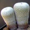 Vai alla scheda di Epithelantha micromeris