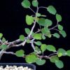 Vai alla scheda di Euphorbia arteagae
