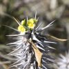 Vai alla scheda di Euphorbia fianarantsoae