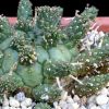 Vai alla scheda di Euphorbia gamkensis