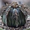 Vai alla scheda di Euphorbia obesa x valida