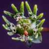 Vai alla scheda di Euphorbia ornithopus