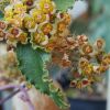Vai alla scheda di Euphorbia parvicyathophora