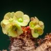 Vai alla scheda di Euphorbia ramena
