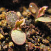 Vai alla scheda di Euphorbia ambovombensis