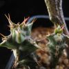 Vai alla scheda di Euphorbia furcata