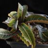 Vai alla scheda di Euphorbia labatii