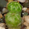 Vai alla scheda di Euphorbia obesa