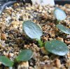 Vai alla scheda di Euphorbia primulifolia